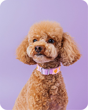 Poodle on Purple